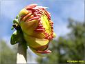Parc floral 023